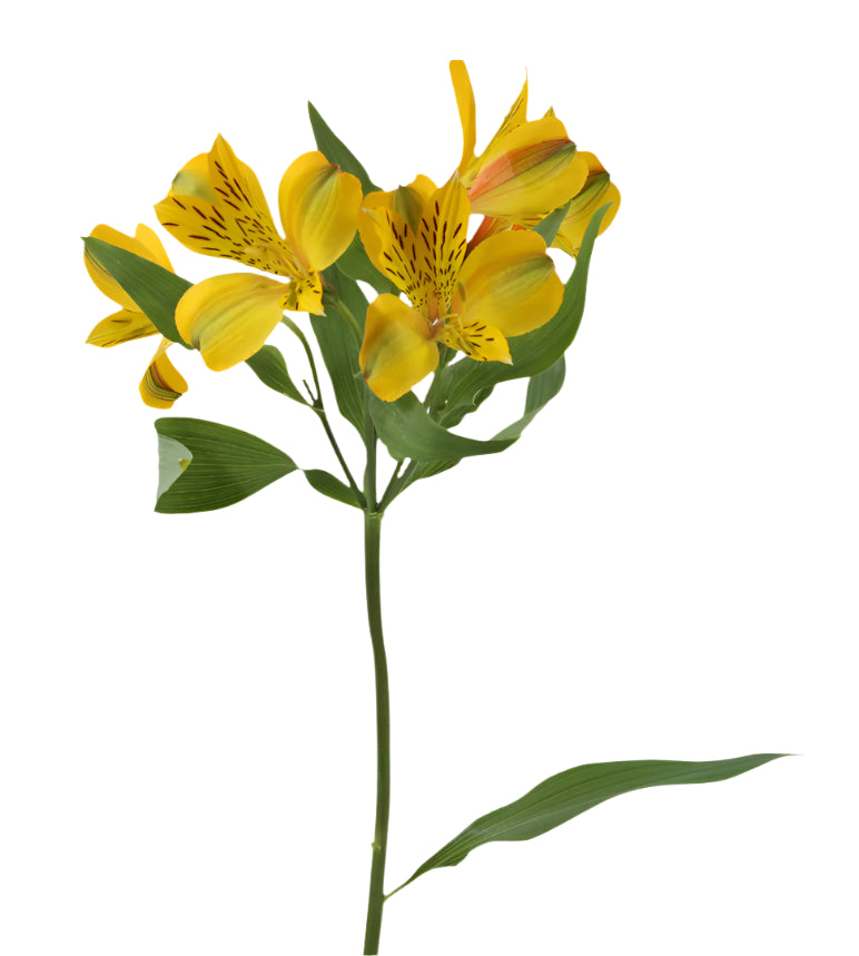 Alstroemeria Yellow Dimension Elite