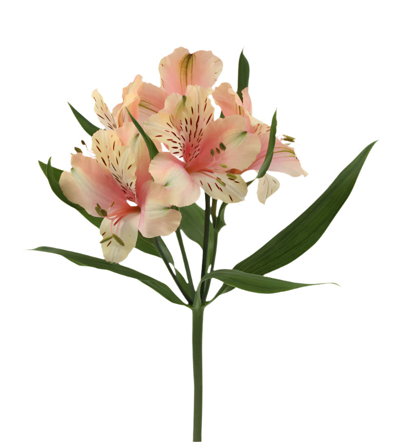 Alstroemeria Pink Dirty Dancing Elite