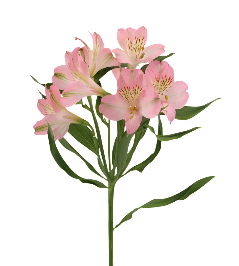 Alstroemeria Pink Dubai Elite