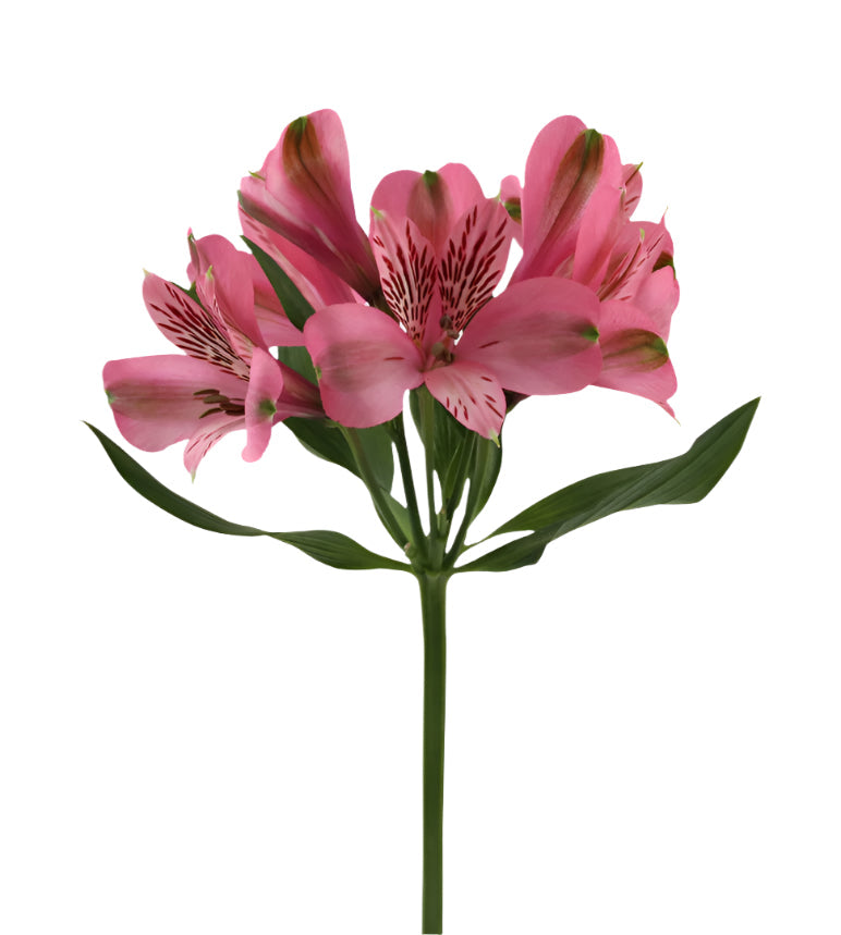 Alstroemeria Pink Elegance Elite