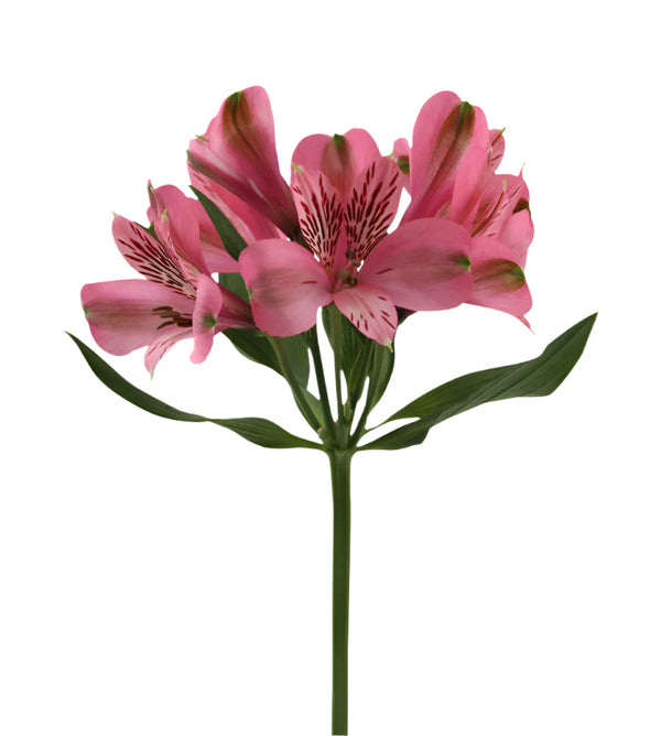 Alstroemeria Pink Elegance Elite
