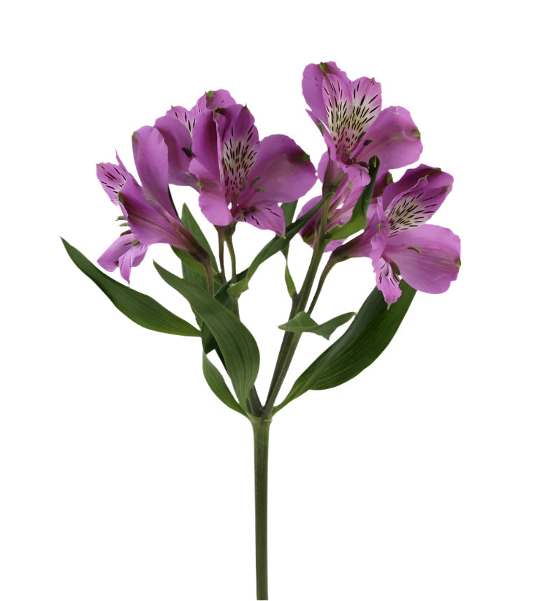 Alstroemeria Purple Galaxy Elite