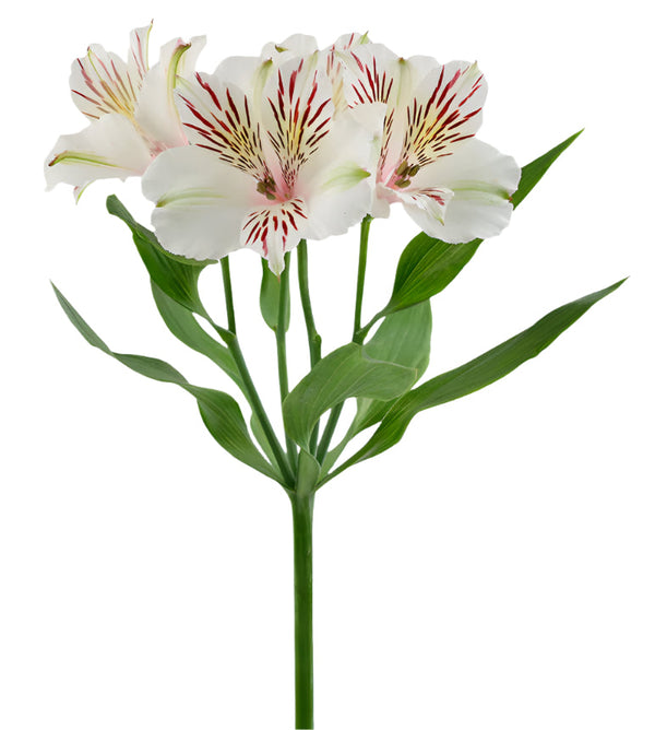 Alstroemeria White Himilaya Elite