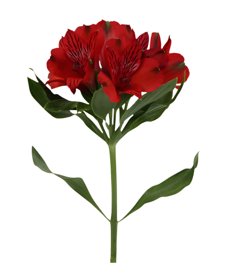 Alstroemeria Red Nadia Elite