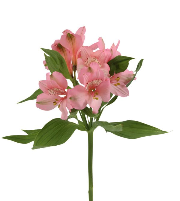Alstroemeria Pink Primadonna Elite