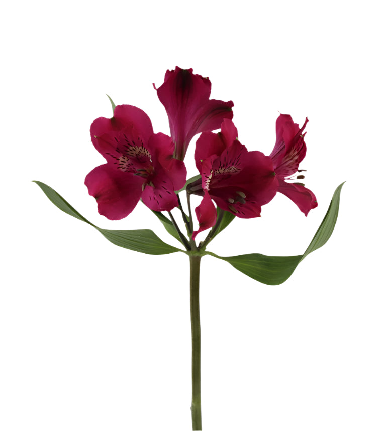 Alstroemeria Purple Real Elite