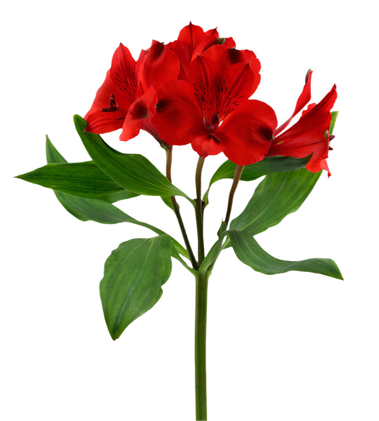 Alstroemeria Red Red Queen Elite