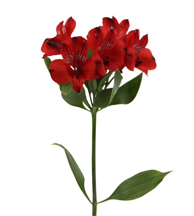 Alstroemeria Red Romance Elite