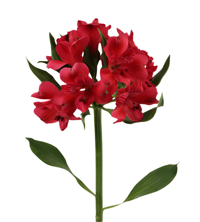 Alstroemeria Red Rome Elite