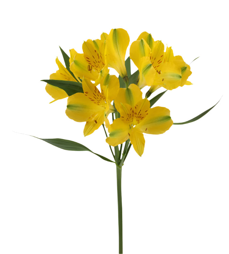 Alstroemeria Yellow Sunny Lady Elite