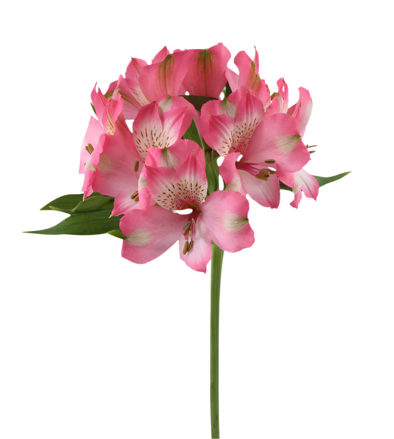Alstroemeria Pink Vanity Elite