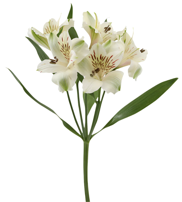 Alstroemeria White Virginia Elite