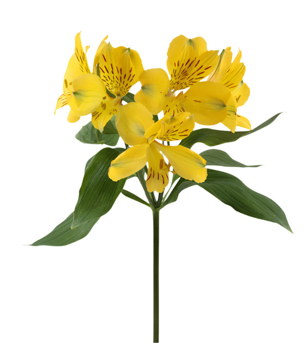 Alstroemeria Yellow Voyager Elite