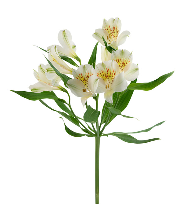 Alstroemeria White Whistler Elite