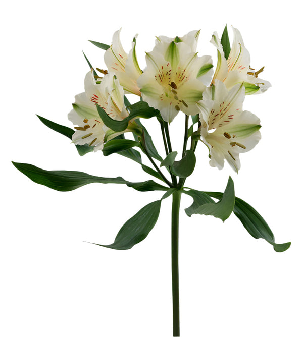 Alstroemeria White Winterfell Elite