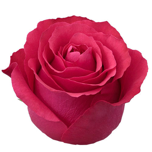 Rose Red Altamira Natuflor