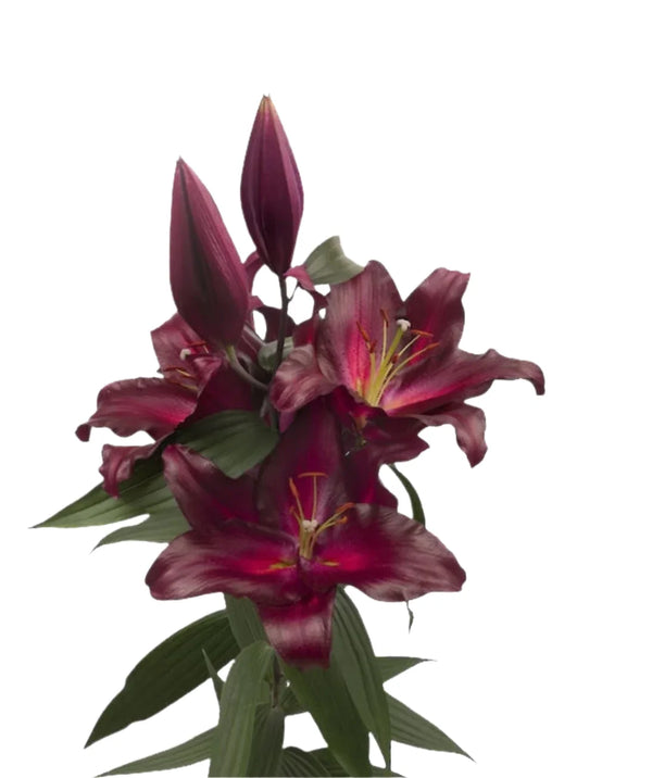 Lily Burgundy Oriental Premium Avinger Moerman