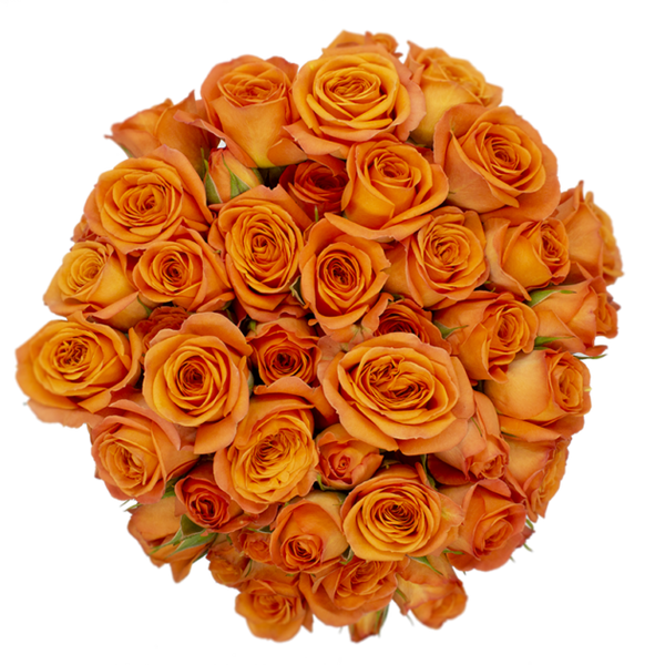 Spray Rose Orange Babe Alma