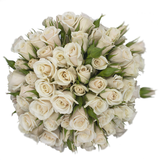 Spray Rose White Champagne Majolika Alma