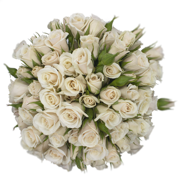 Spray Rose White Champagne Majolika Alma