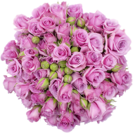 Spray Rose Purple Blue Moon Alma