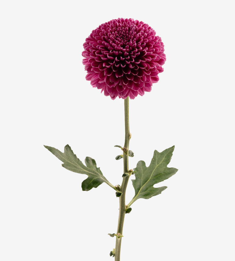 Chrysanthemum Purple Gustav Elite Colombia