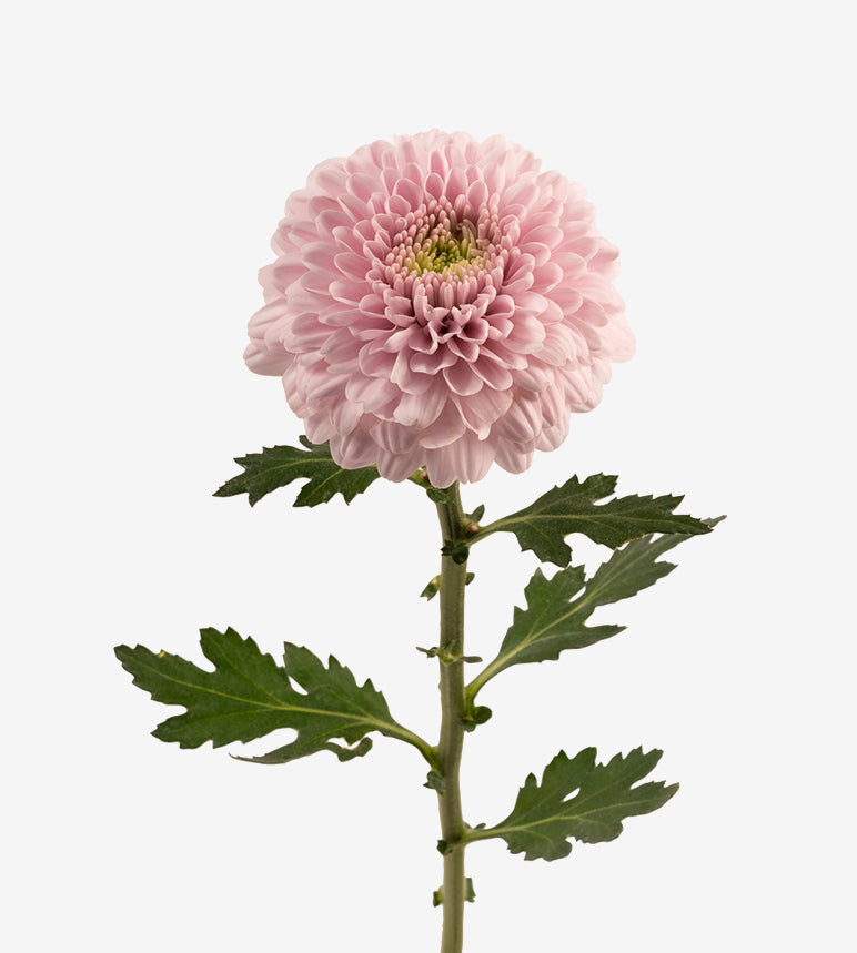 Chrysanthemum Pink Imogen Elite Colombia