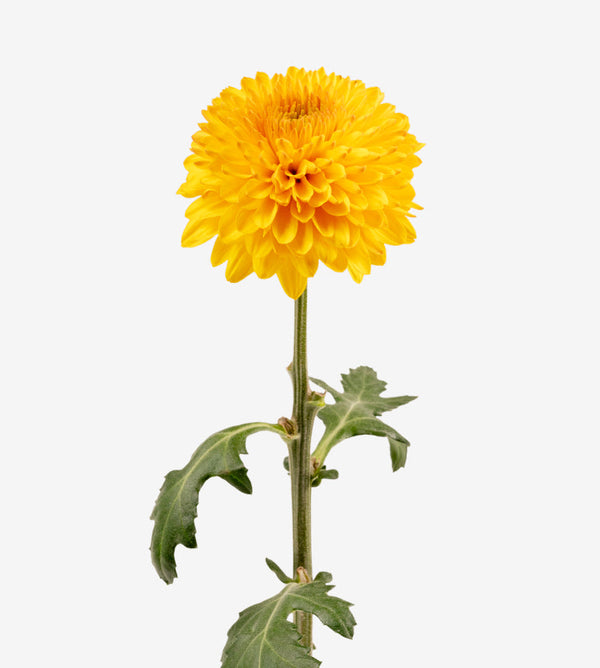 Chrysanthemum Yello Paladov Elite Colombia