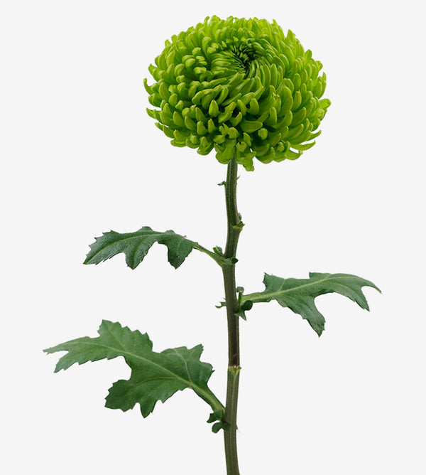 Chrysanthemum Green Alemani Elite Colombia