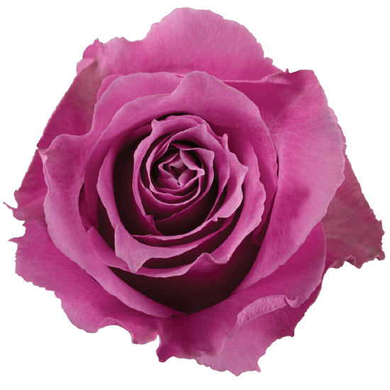 Rose Lavender Breathless Agrinag