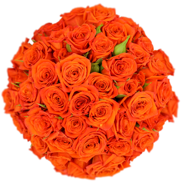 Spray Rose Orange Bright Sensation Alma
