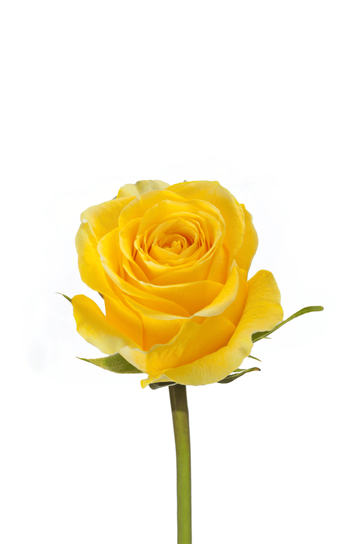 Rose Yellow Brighton Royal Flowers