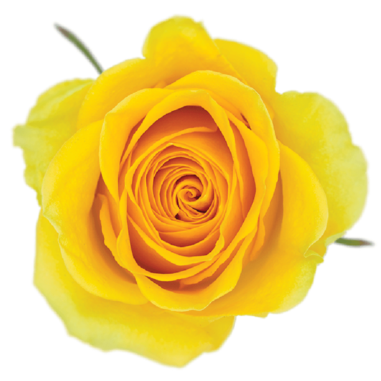 Rose Yellow Brighton Bella Rosa