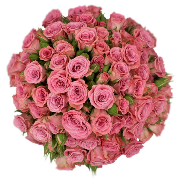 Spray Rose Pink Brilliant Starts Scorpio Alma
