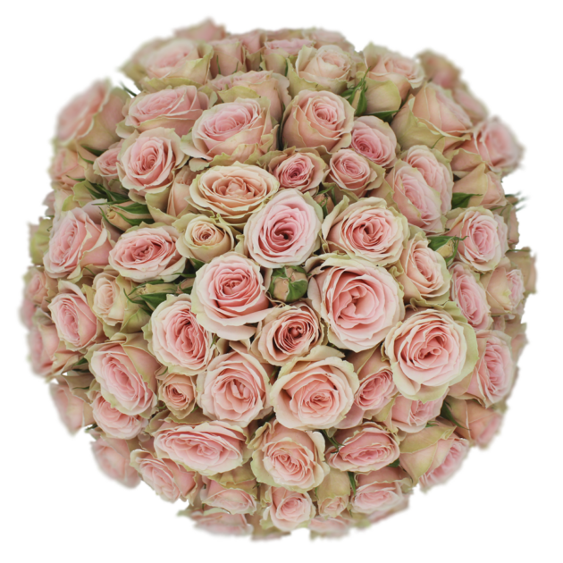 Spray Rose Pink Brilliant Stars Vela Alma
