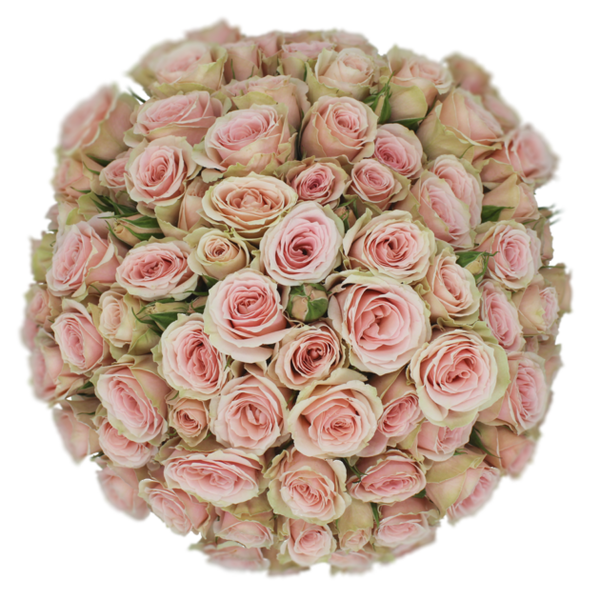 Spray Rose Pink Brilliant Stars Vela Alma