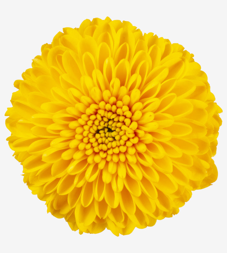 Chrysanthemum Yellow Zinta Elite Colombia