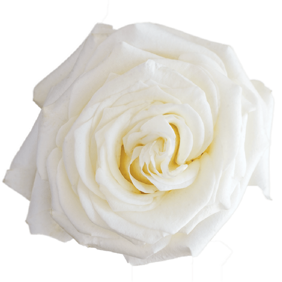 Rose White Candlelight Bella Rosa