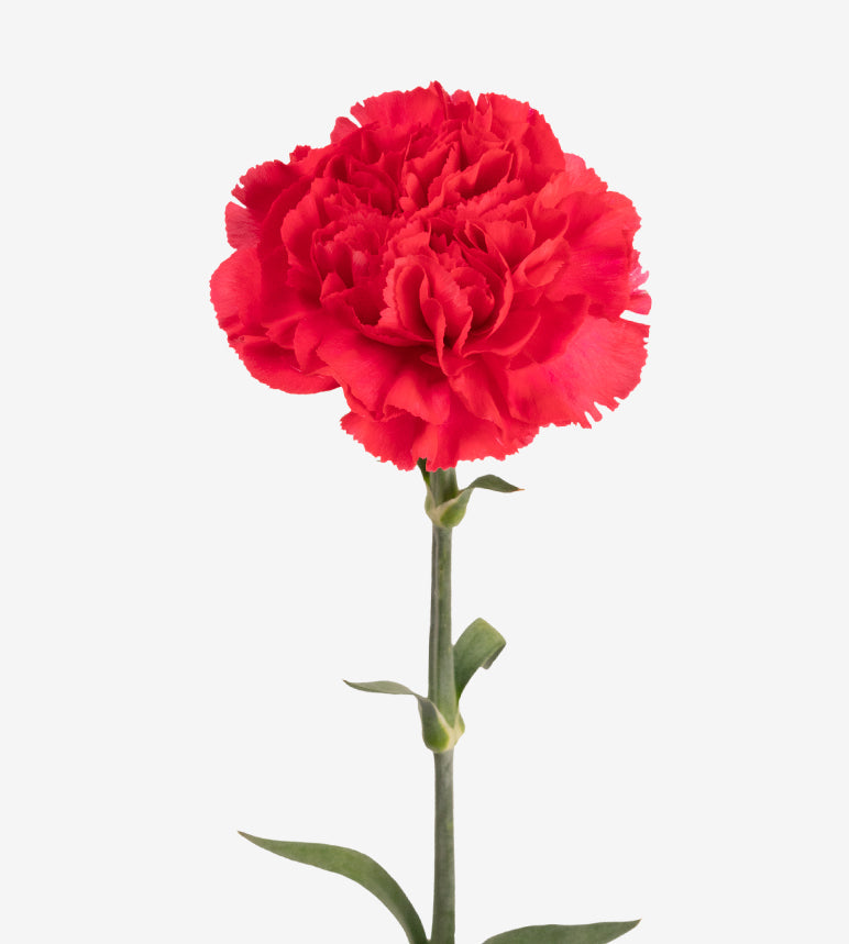Carnation Fancy Red Bach Elite Colombia