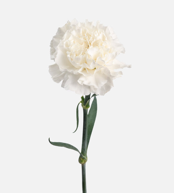 Carnation Fancy White Jolie Elite Colombia