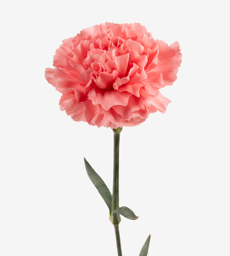 Carnation Fancy Pink Kaori Elite Colombia