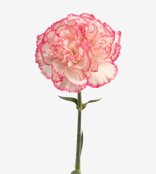 Carnation Fancy Bi-Colour Komachi Elite Colombia