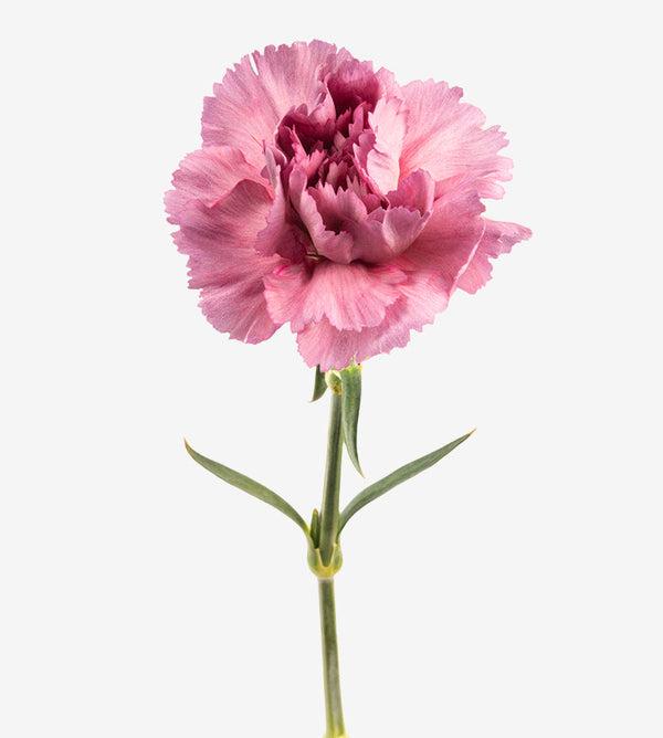 Carnation Fancy Pink Metalica Elite Colombia