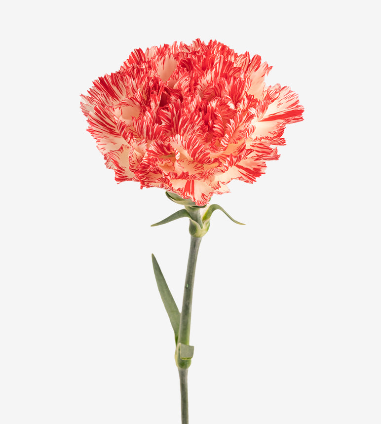 Carnation Fancy Bi-Colour Montoya Elite Colombia