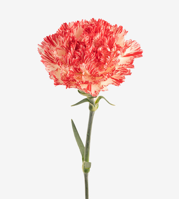 Carnation Fancy Bi-Colour Montoya Elite Colombia