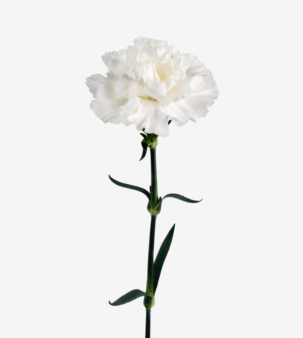 Carnation Fancy White Moonlight Elite Colombia