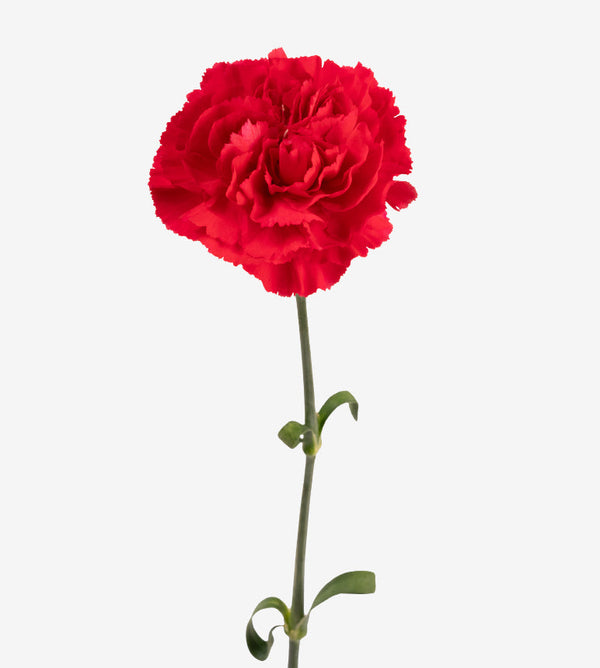 Carnation Fancy Red Zepellin Elite Colombia