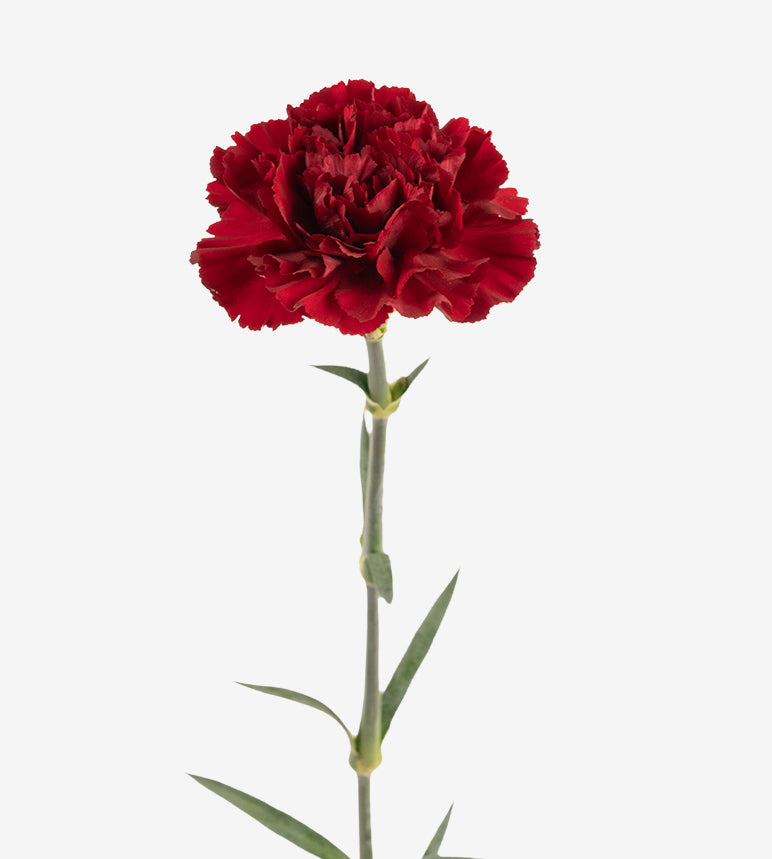 Carnation Fancy Burgundy Zurigo Elite Colombia