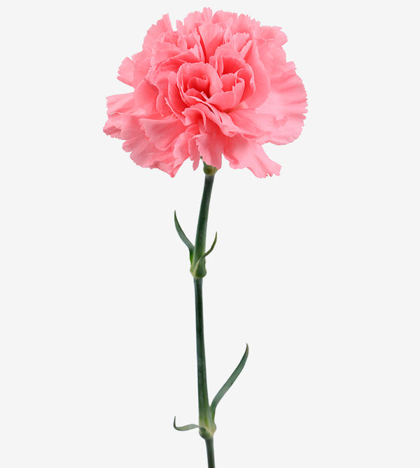Carnation Fancy Pink Bubblicius Elite Colombia