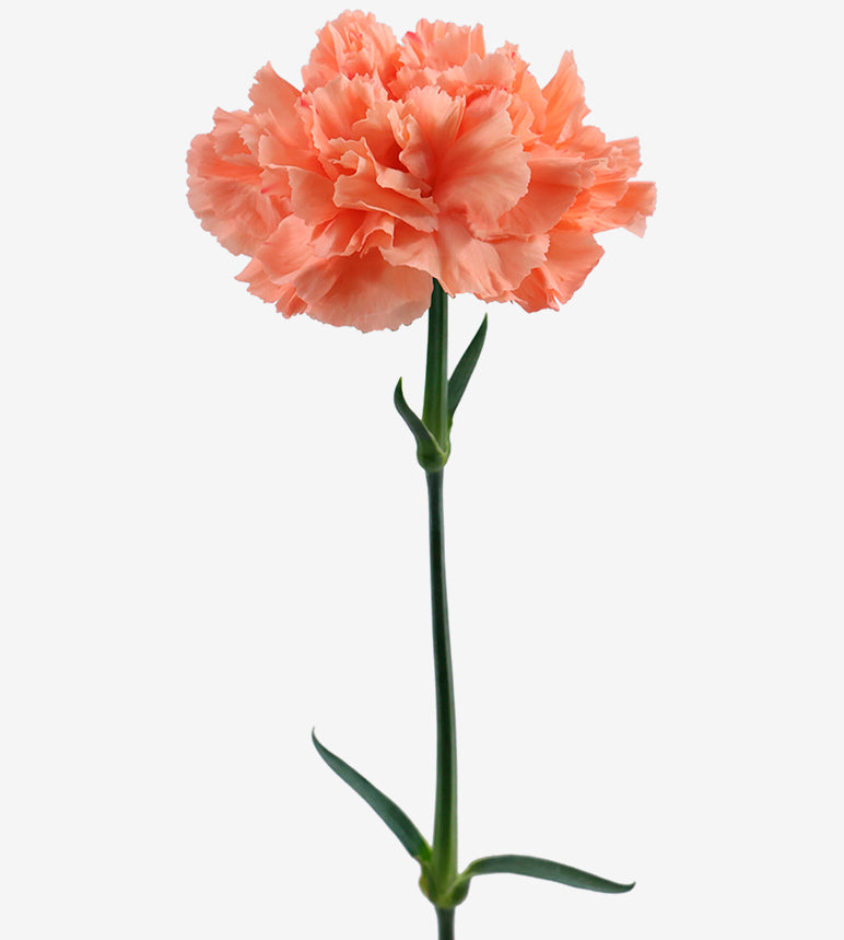 Carnation Peach HermesOrange Elite Colombia